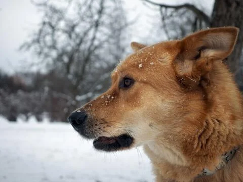 Big red dog in the snow. Stock Photos