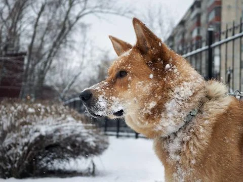 Big red dog in the snow. Stock Photos