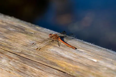 Big red dragonfly on a tree trunk near the lake Foto stock