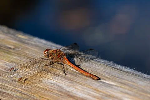 Big red dragonfly on a tree trunk near the lake Stock-Fotos