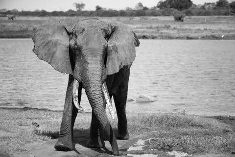 A big red elephant after bathing near a water hole Stock Photos