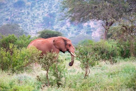 A big red elephant standing between the bush Stock Photos