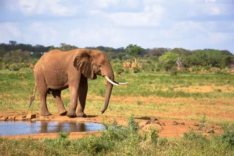 A big red elephant is walking on the bank of a water hole Stock Photos