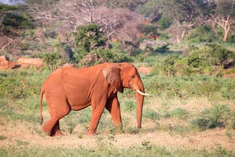 A big red elephant walks through the savannah between many plants Stock Photos