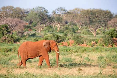 A big red elephant walks through the savannah between many plants Stock Photos