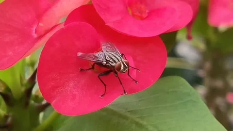 Big red eyes fly Stock Footage 136809723