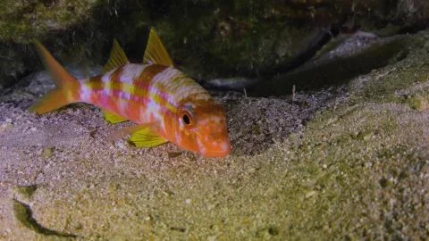 Big red fish close up Stock Photos
