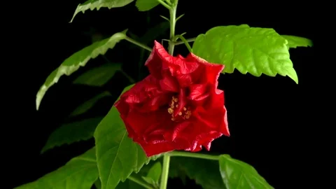 Big red flower blooming on a black background in time lapse. Video stock 77119971