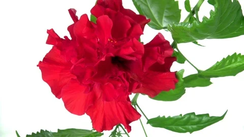 Big red flower blooming on a white background. Hibiscus blooms in time lapse. Vídeo Stock 77119967