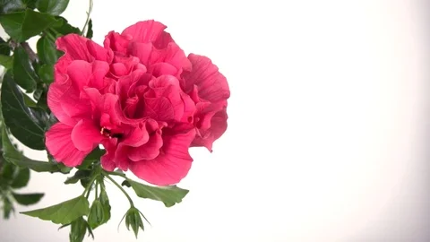 Big red flower blooming on a white background. Video stock 77925650