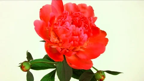 Big red flower blossoms  in Time-lapse. Video stock 76536654