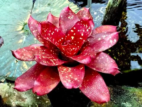 Big red flower bud on the surface of a pond Foto stock