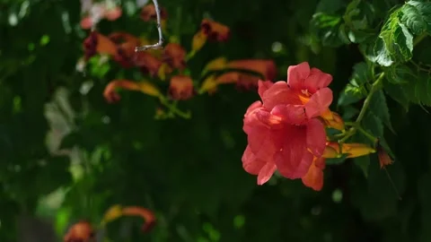 Big red flower head on the wind Stock Footage 198470342