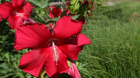 BIG RED FLOWER (HIBISCUS), STATIC SHOT Stock Footage 23018951