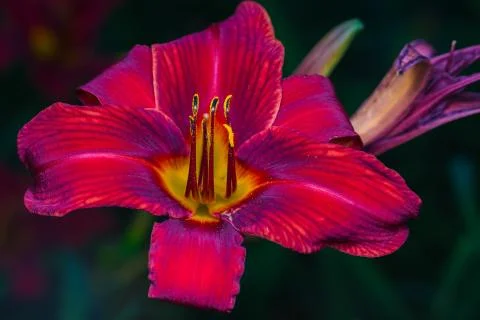 A big red flower Foto stock