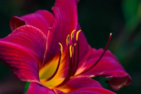 A big red flower Stock Photos