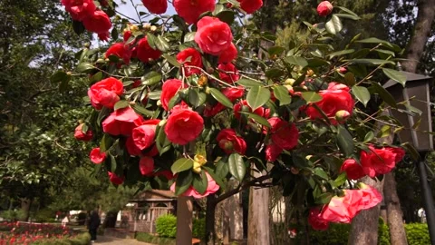 Big red flowers on the tree Stock Footage 237837150