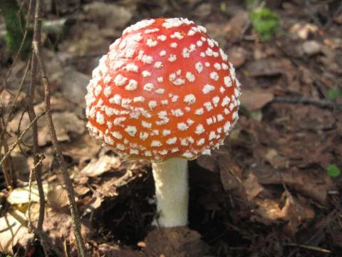 Big red fly agaric in the forest. Stock Photos