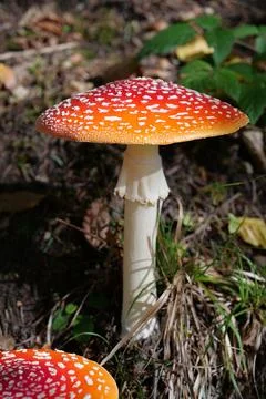 Big red fly agaric grows in autumn wood. Picturesque place in wood heart Stockfoto's