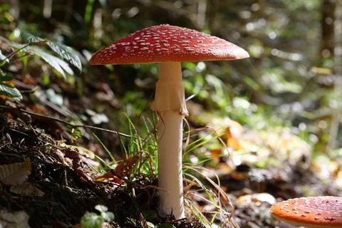 Big red fly agaric grows in autumn wood. Picturesque place in wood heart Stock Photos