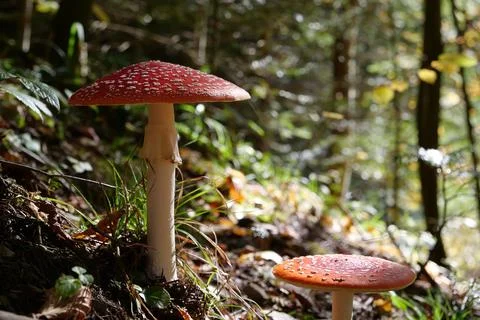 Big red fly agaric grows in autumn wood. Picturesque place in wood heart Stock Photos