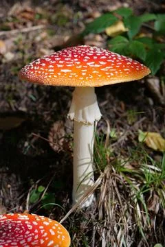 Big red fly agaric grows in autumn wood. Picturesque place in wood heart Foto stock