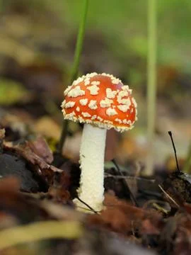 Big red fly agaric Stock Photos