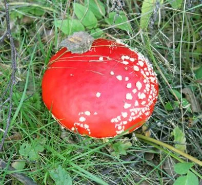 Big red fly agaric Stock Photos