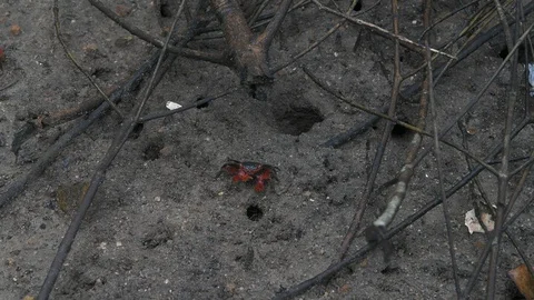 Big Red Ghost Crab is hiding in mangrove roots. Stock Footage 128229790