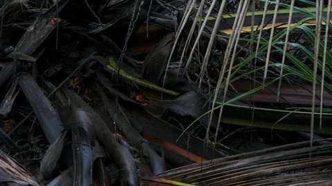 Big Red Ghost Crabs hiding in palm tree branches. Mahe Island Seychelles. Stock Footage 127054983
