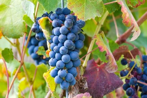 Big red grapes Foto stock