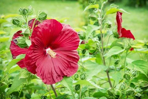 Big red hibiscus flower, macro natural photo Stock Photos
