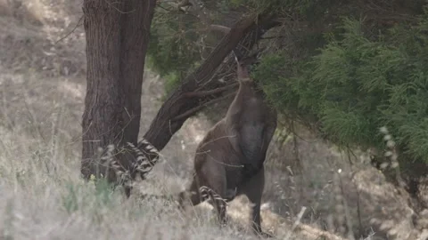 Big Red Kangaroo eating tree Stock Footage 149737862