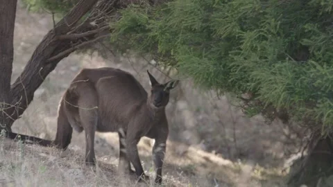Big Red Kangaroo under a tree Stock Footage 149737801