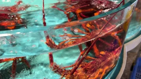 Big Red Lobsters inside a Water Tank in ... | Stock Video | Pond5