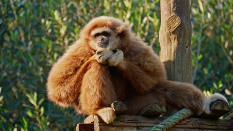 Big red monkey sitting on a tree. Watching the life of animals. Close-up Stock Footage 306765245