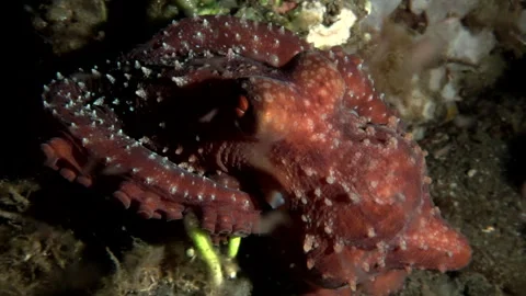 Big red octopus hunting at night Stock Footage 248422068