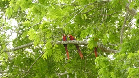 Big red parrots sitting in a tree in the wild cloud forests of Costa Rica Stock Footage 95604453