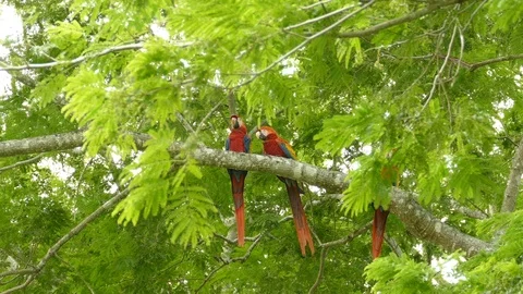 Big red parrots sitting in a tree in the wild cloud forests of Costa Rica - 스톡 동영상 104122954