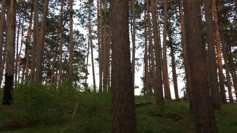 Big Red Pine Forest Passing By 動画素材 79112044