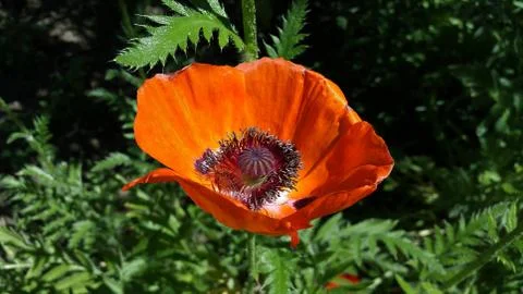 Big red poppy blooms on green background Stock Photos