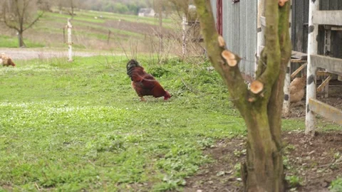 A big red rooster pecks grain from the ground. home farm, poultry farming Stock Footage 206059143