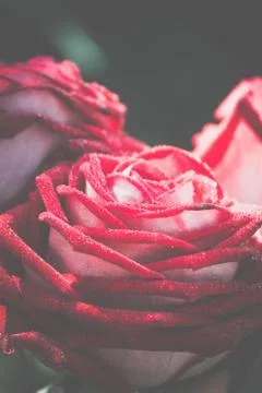 Big red rose macro Stock Photos