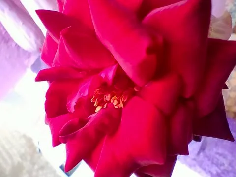 Big red rose Foto stock