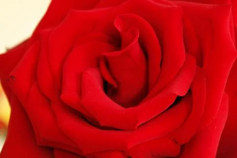 Big red rose Stock Photos