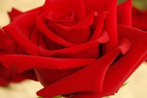 Big red rose Stock Photos