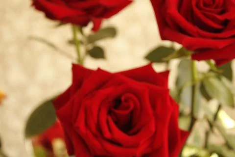 Big red rose Stock Photos
