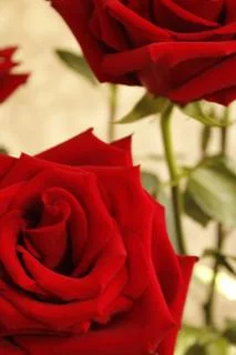 Big red rose Stock Photos