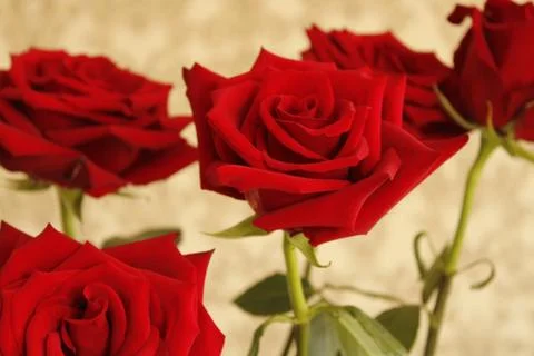 Big red rose Stock Photos