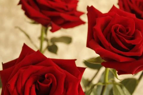 Big red rose Stock Photos